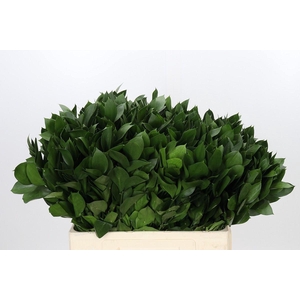 Ruscus aculeatus   ...groot blad