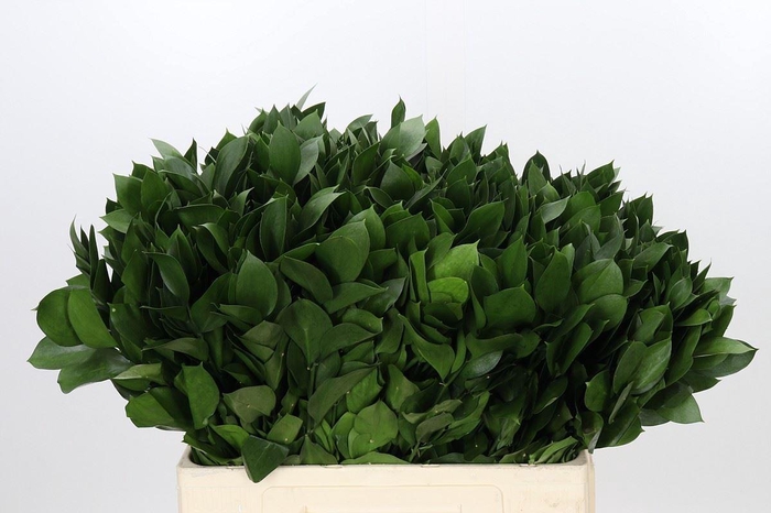 <h4>Ruscus aculeatus   ...groot blad</h4>