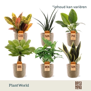 Groenmix Miami (diverse soorten) in Bryan keramiek