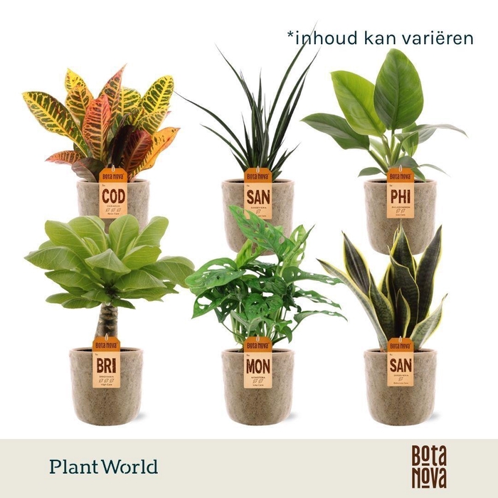 <h4>Groenmix Miami (diverse soorten) in Bryan keramiek</h4>