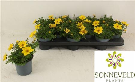 <h4>Bidens ferulifolia Yellow Charm</h4>