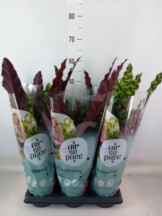 <h4>Calathea lancifolia</h4>