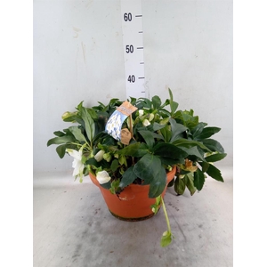 Helleborus niger 'Jasper'