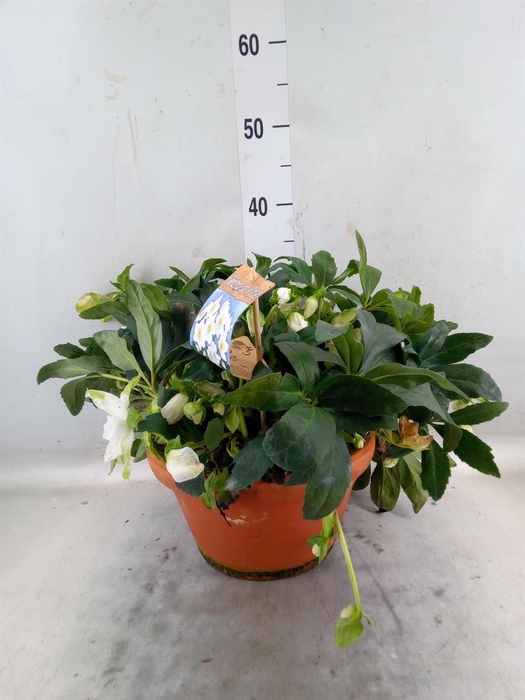 <h4>Helleborus niger 'Jasper'</h4>