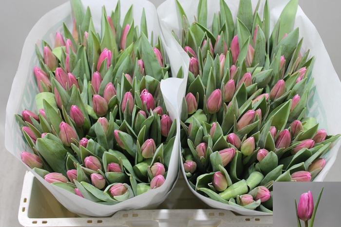 <h4>TU EN JUMBO PINK</h4>