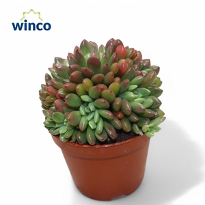 Graptoveria Bashfull