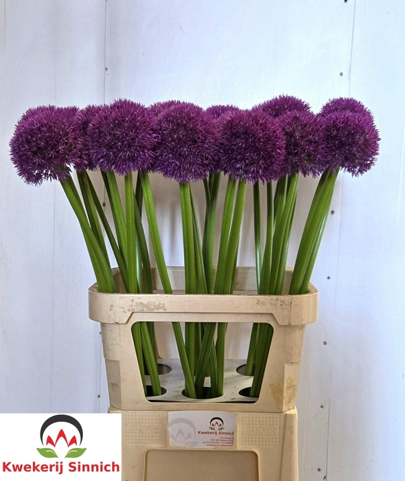 <h4>ALLIUM PINBALL WIZAR</h4>