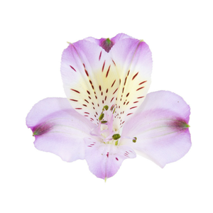 ALSTROEMERIA ENERGY 080 CM