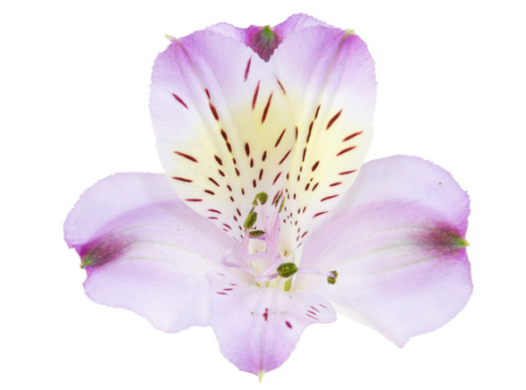 <h4>ALSTROEMERIA ENERGY 080 CM</h4>