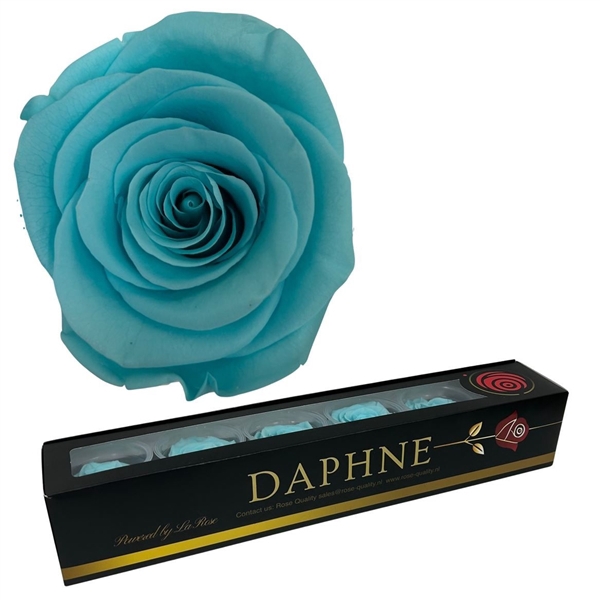 <h4>Preserved Rosa Pastel Blue L</h4>