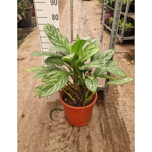 Aglaonema Stripes