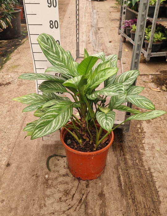 <h4>Aglaonema Stripes</h4>