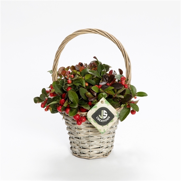 Wilg hengselmand gy 17cm