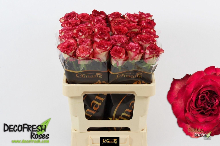 <h4>R Gr Diablo</h4>