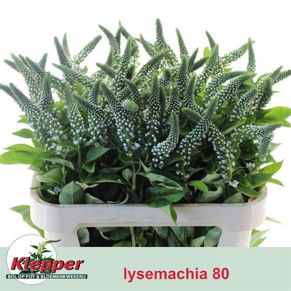 <h4>Lysimachia Moonlight</h4>