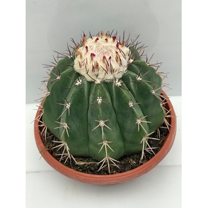 CACTUS OV