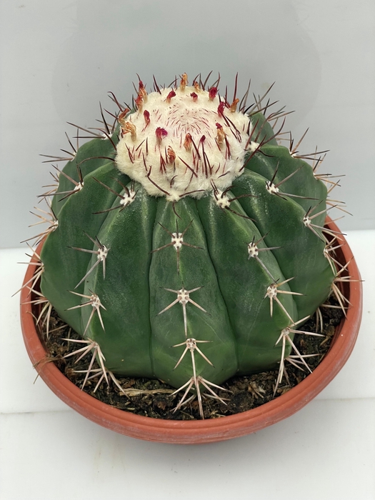 <h4>CACTUS OV</h4>