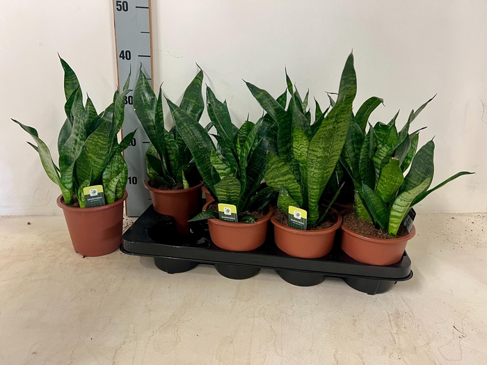 <h4>SANSEV ROBUSTA</h4>