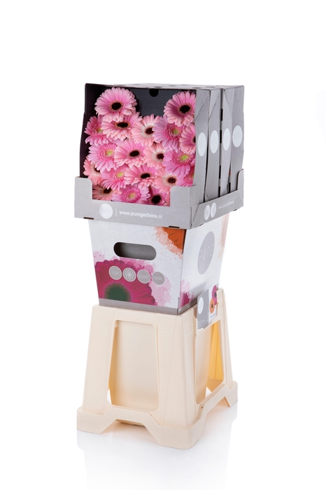 <h4>Germini Mix Lila Diamond</h4>