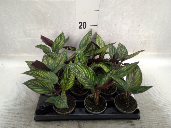 Calathea   ...