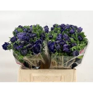 Anemone Levante Blue