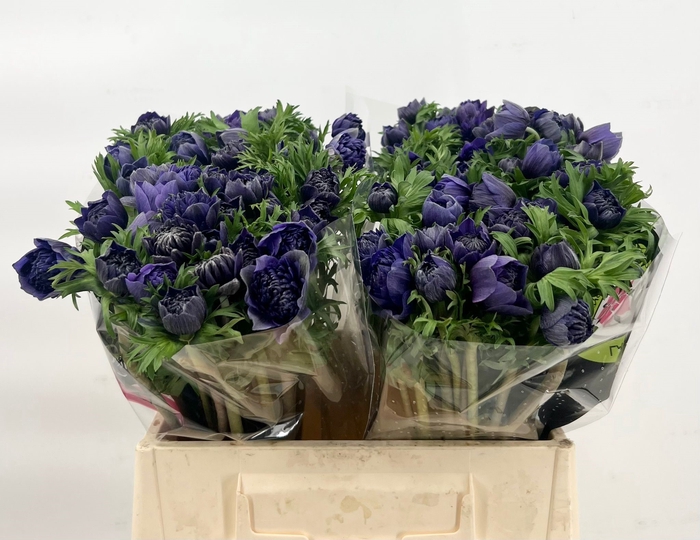 <h4>Anemone Levante Blue</h4>