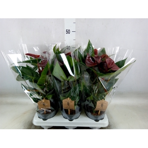 Anthurium  'Black Love'