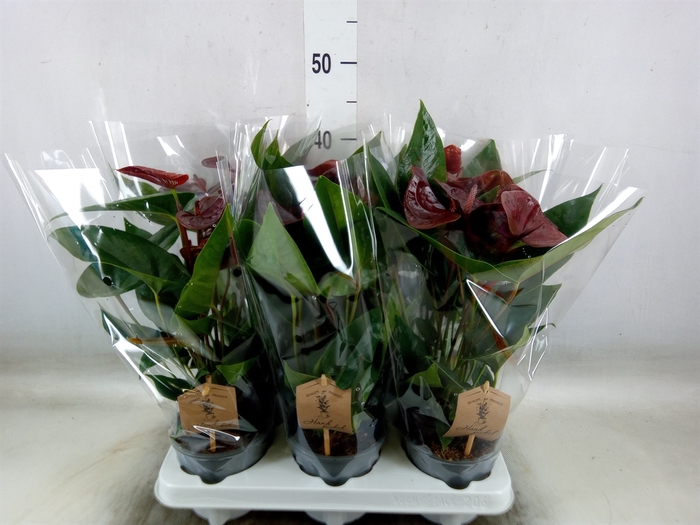 <h4>Anthurium  'Black Love'</h4>