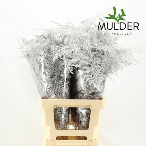 <h4>Asp KLB H% Extra Veren Silver</h4>