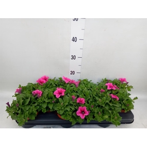 Petunia  'Surfinia Hot Pink'