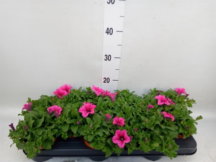 <h4>Petunia  'Surfinia Hot Pink'</h4>