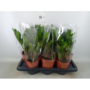 Zamioculcas zamiifolia