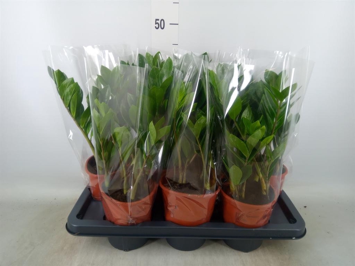 <h4>Zamioculcas zamiifolia</h4>