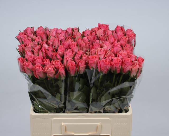 <h4>R GR ACE PINK+</h4>