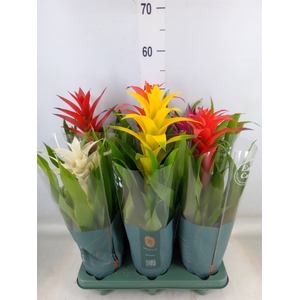Guzmania   ...mix