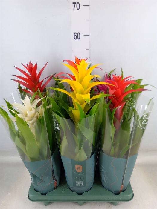 <h4>Guzmania   ...mix</h4>