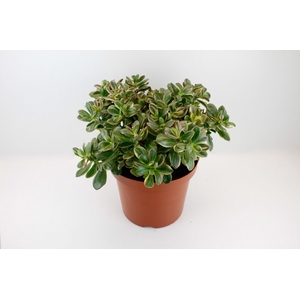 Crassula Sunset Magic