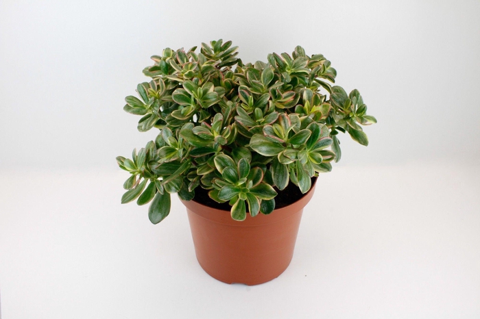 <h4>Crassula Sunset Magic</h4>