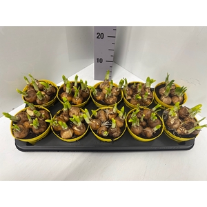 Narcissus Tete a Tete 12Ø 14cm