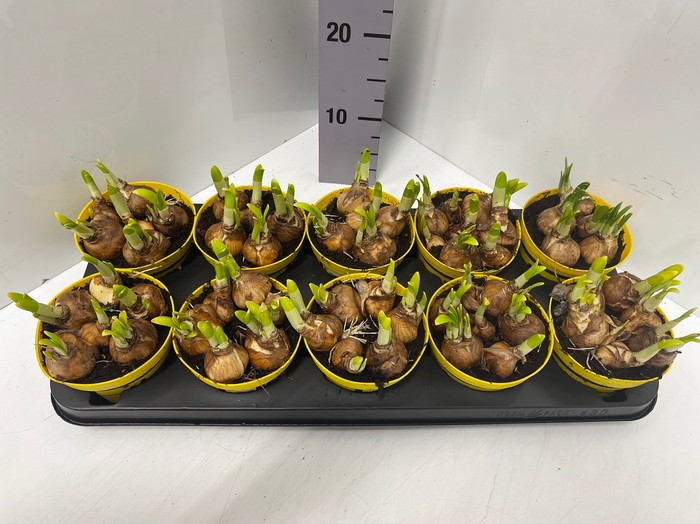 Narcissus Tete a Tete 12Ø 14cm