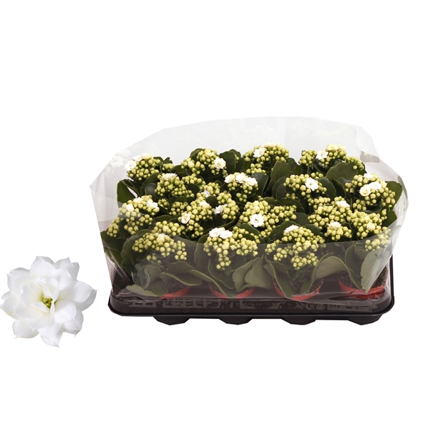 <h4>Kalanchoe Rosalina 07cm Don Dione wit, Trayfolie</h4>