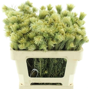 Kaaps Phylica Plumosa Spray