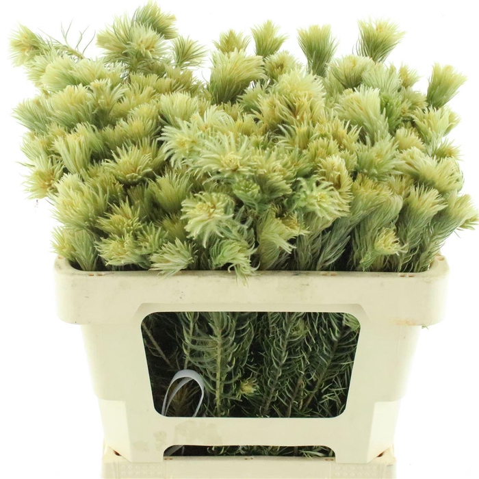 <h4>Kaaps Phylica Plumosa Spray</h4>