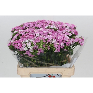 Dianthus Br Amazon Rose Magic