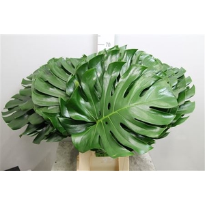 Monstera Blad