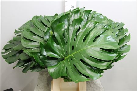 <h4>Monstera Blad</h4>