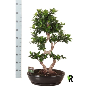 Ficus microcarpa 'Ginseng'