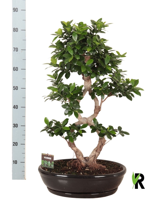 <h4>Ficus microcarpa 'Ginseng'</h4>