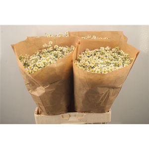 Tanacetum Single Vegmo