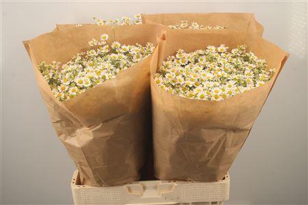 <h4>Tanacetum Single Vegmo</h4>